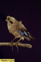 藏品(松鴉)的圖片